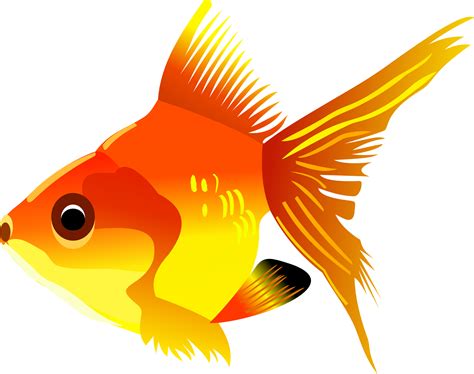 free images of fish